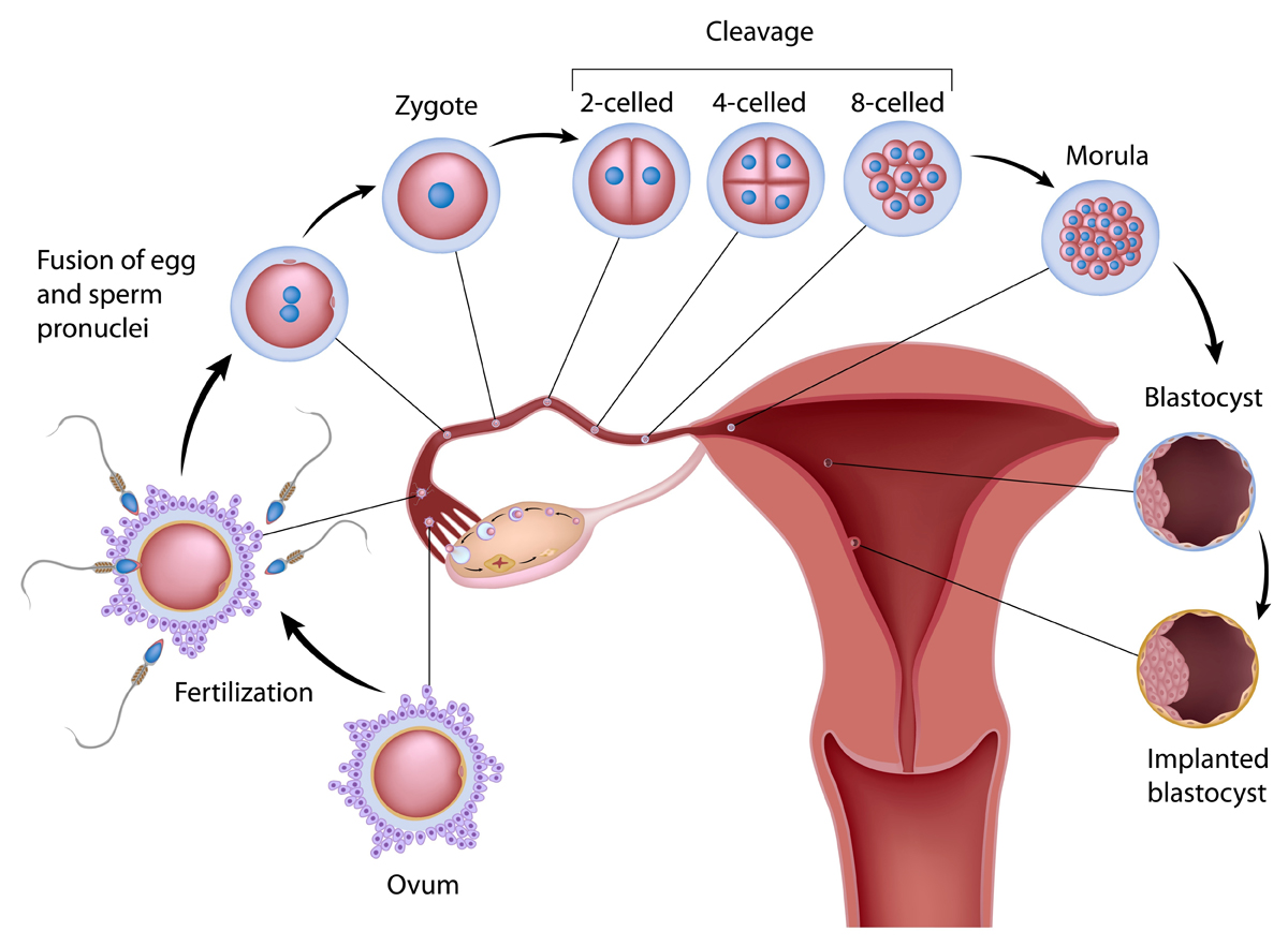 Image result for ivf treatment